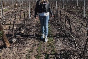 Santiago: Visita a la Bodega Undurraga con Entrada y Cata de Vinos