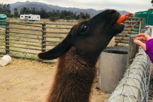 Santiago: Valparaíso + Barca + Viña del Mar + Degustazione in Viña Boutique