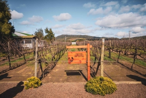 Santiago: Valparaíso, Viña del Mar e Vinícola Casas del Bosque com almoço