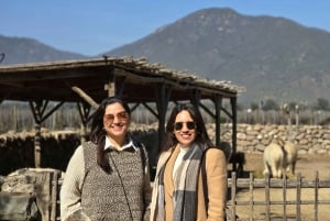 Santiago: World-class Wines, Visit to 4 Vineyards and Tanino