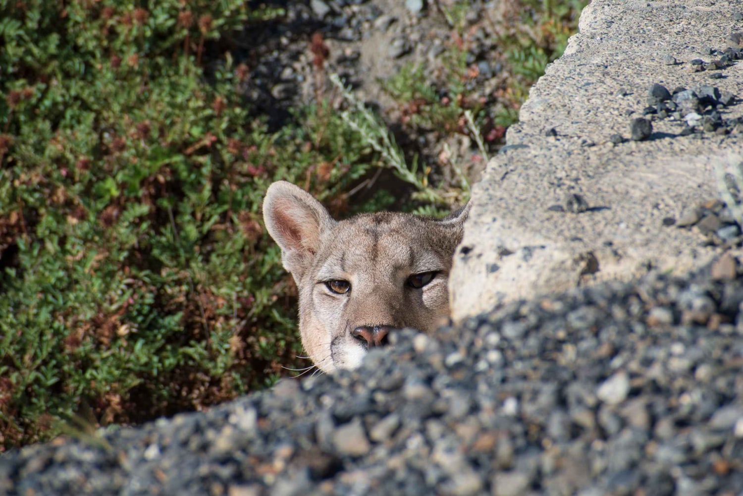 Senderos Aonikenk & Nordenskjold: Guidet tursti