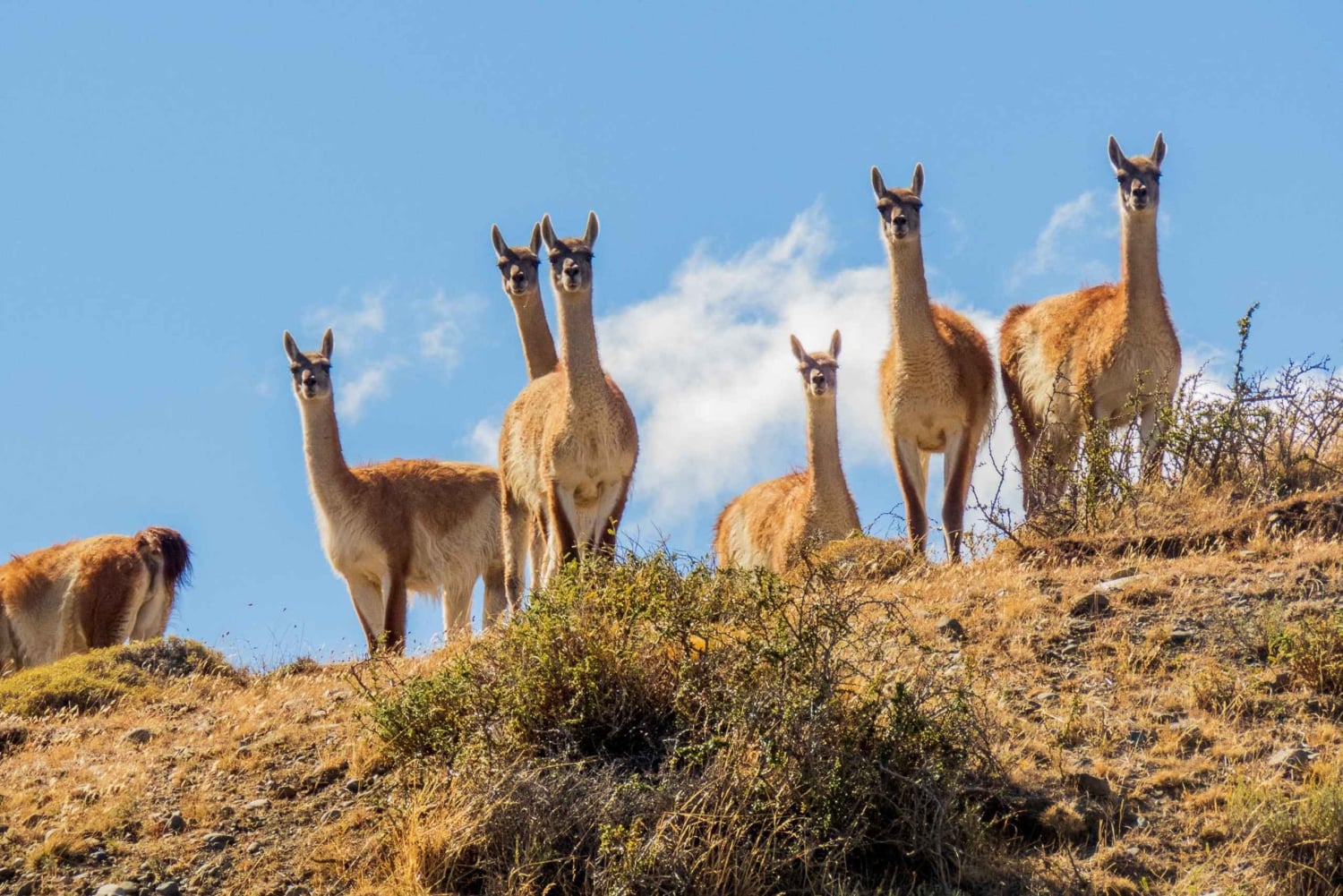 Senderos Aonikenk & Nordenskjold: Guidet tursti