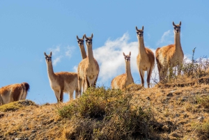 Senderos Aonikenk & Nordenskjold: Guidet tursti