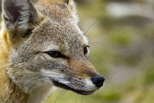 Senderos Aonikenk & Nordenskjold: Guidet tursti