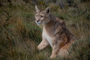Senderos Aonikenk & Nordenskjold: Guidet tursti