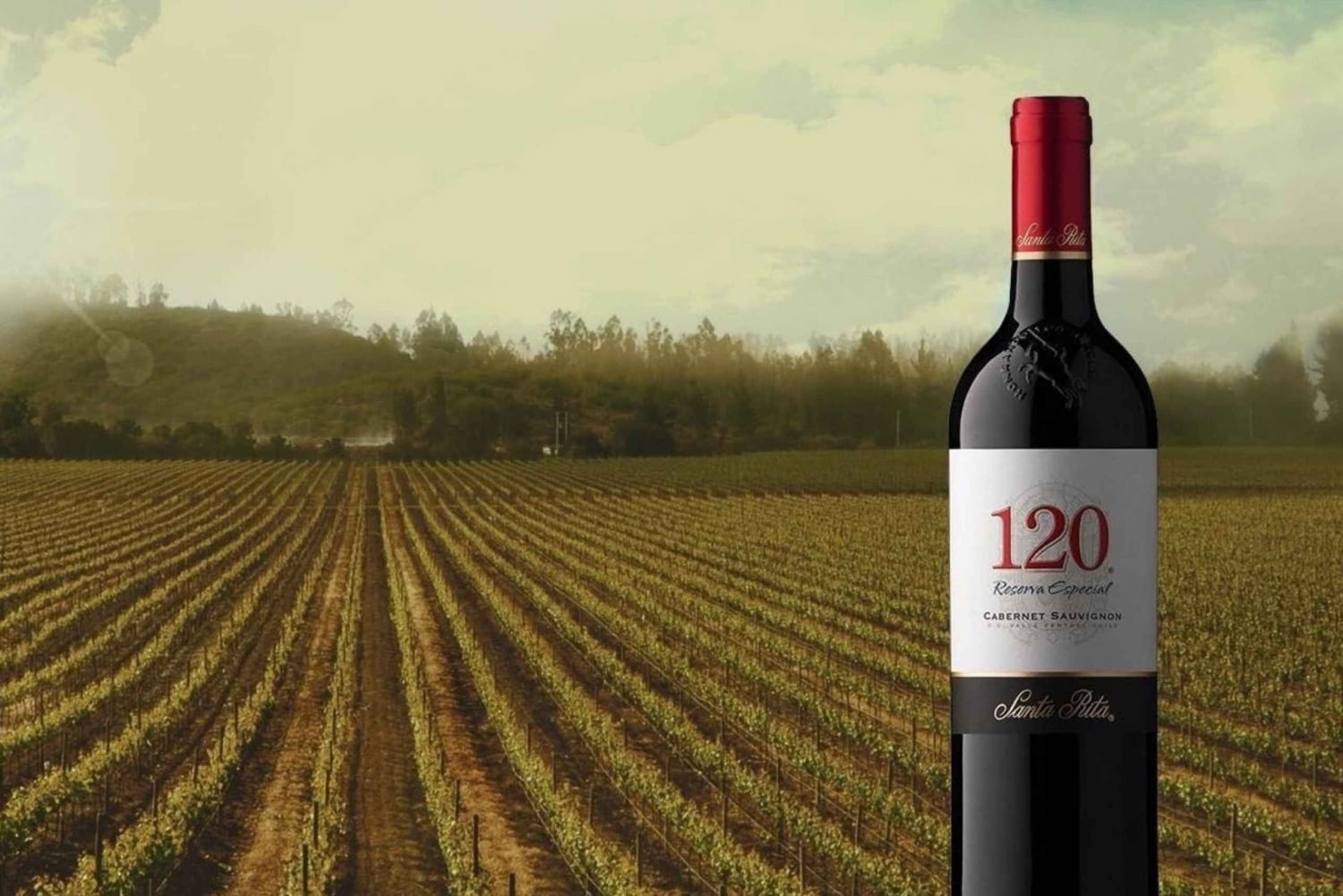 Sensory Journey: Visit to the Santa Rita vineyards