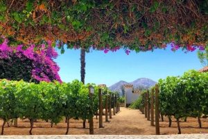 Sensory Journey: Visit to the Santa Rita vineyards