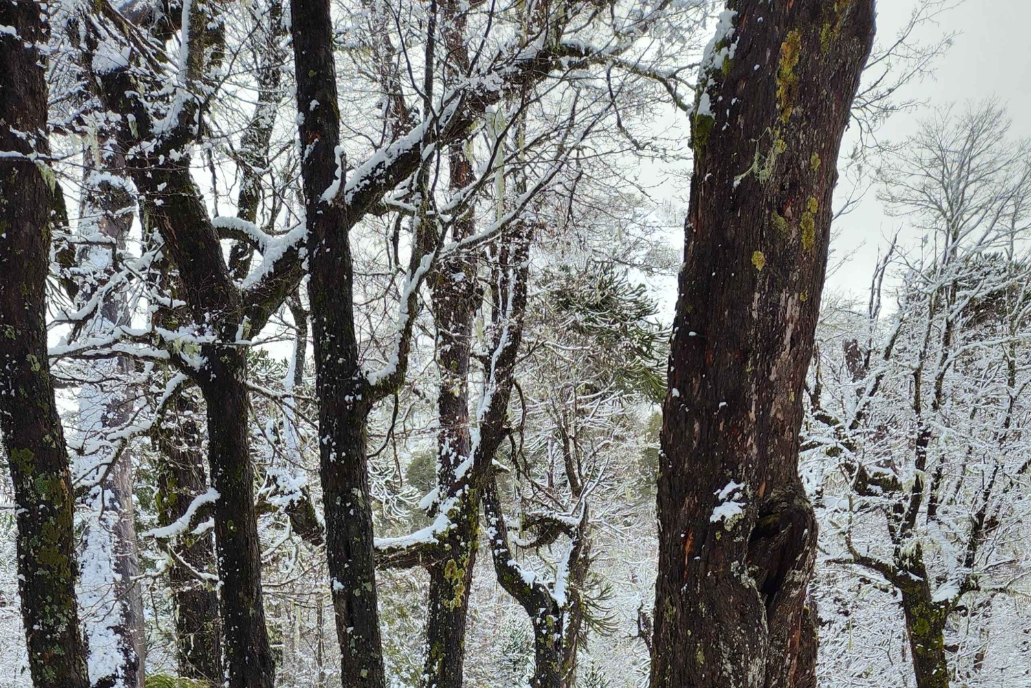 Sneeuwschoenwandelen bij de Villarrica Vulkaanbasis & Waterval