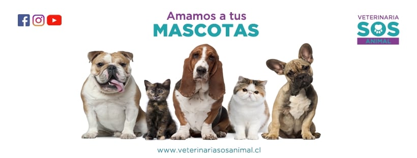 Tiendas y Servicios para Mascotas en Santiago