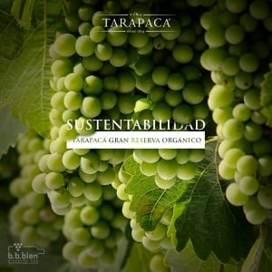Tarapaca Winery