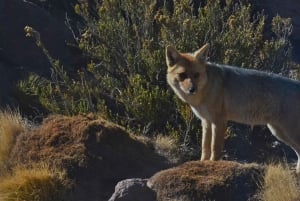Tatio Geysers Tour: San Pedro de Atacama