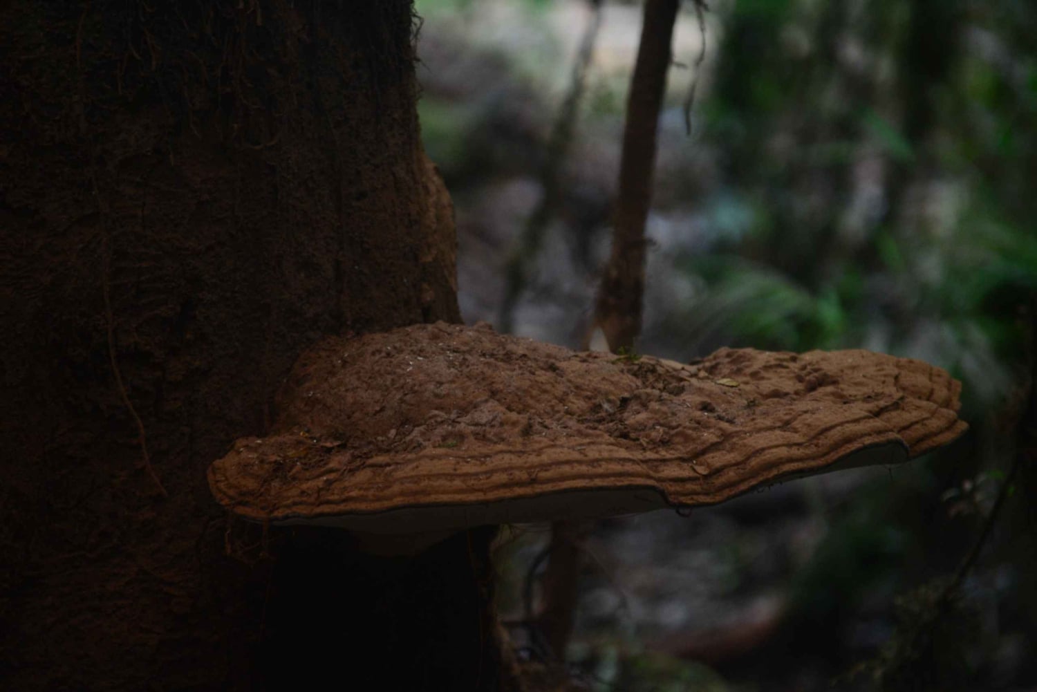 Tepuhueico Park: kust en bos