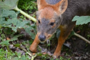 Tepuhueico Park: kust en bos