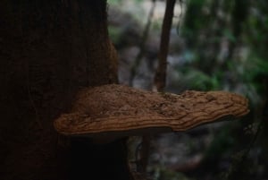 Tepuhueico Park: kust en bos