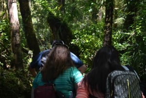 Parque Tepuhueico: Introdúcete en Chiloé.