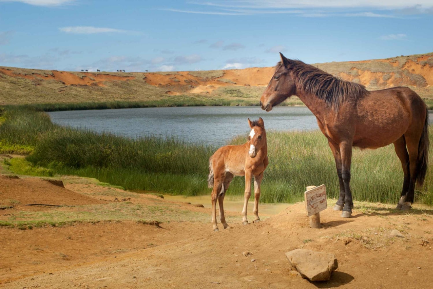 Terevaka Pferdeexkursion: Der höchste Punkt und 360° Aussicht.