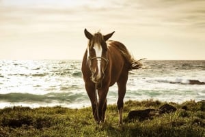 Terevakan hevosretki: Korkein kohta ja 360° näkymä.