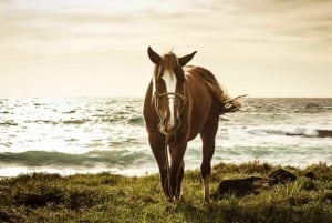 Terevaka Pferdeexkursion: Der höchste Punkt und 360° Aussicht.
