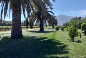 Thompson Wineries Experiencia La Vendimia: Degustación y cóctel