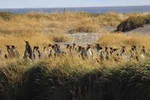 From Punta Arenas: Meet the King Penguin