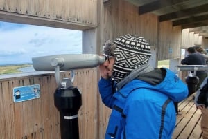 From Punta Arenas: Meet the King Penguin