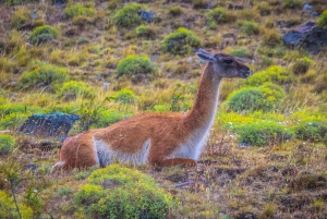 Punta Arenas: Ganztägiger Ausflug Torres del Paine + Milodón (mit Flughafentransfer)