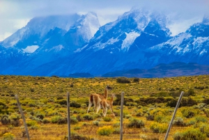 Punta Arenas: Ganztägiger Ausflug Torres del Paine + Milodón (mit Flughafentransfer)