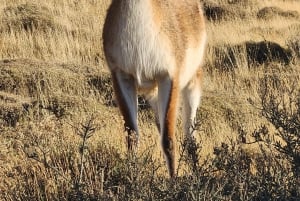 Torres Del Paine: Navegación Glaciar Grey + Full Day Torres del Paine
