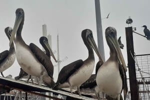 Retki Viña del Mariin, Reñacaan ja Conconiin