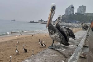 Retki Viña del Mariin, Reñacaan ja Conconiin