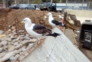 Retki Viña del Mariin, Reñacaan ja Conconiin