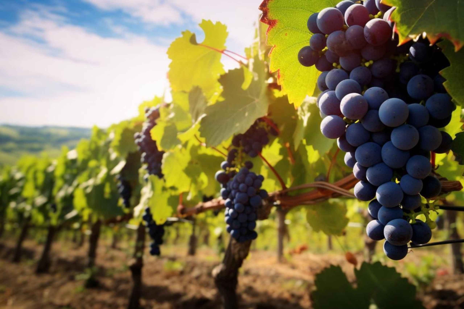 Tur VIÑA CONCHA Y TORO + CASA MARQUES - Chile, fra Santiago.