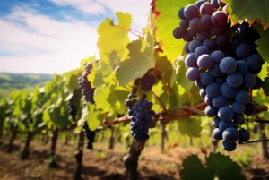 Tour VIÑA CONCHA Y TORO + CASA MARQUES - Chile, from Santiago.