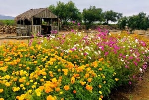 Tur VIÑA CONCHA Y TORO + CASA MARQUES - Chile, fra Santiago.