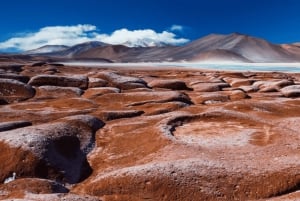 Tour Triple: Piedras Rojas, Lagunas Altiplánicas y Laguna Chaxa.
