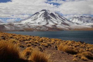 Tour Triple: Piedras Rojas, Lagunas Altiplánicas y Laguna Chaxa.