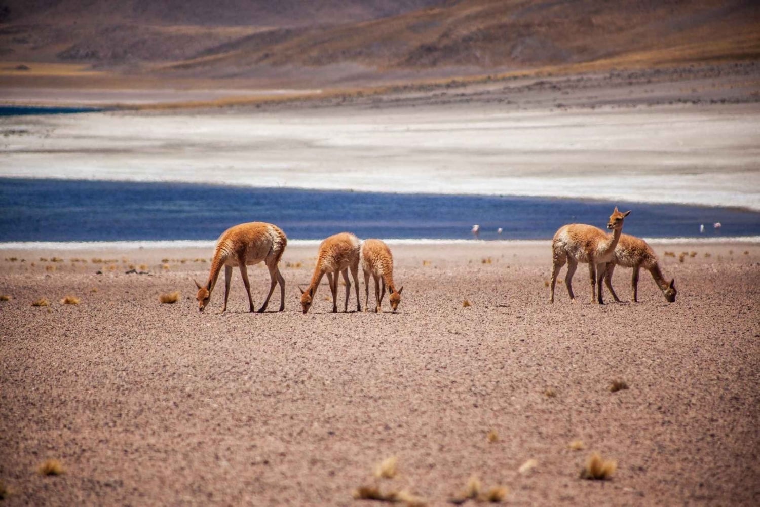 Trippel tur: Piedras Rojas + Altiplano-lagunerna + Chaxa-lagunen