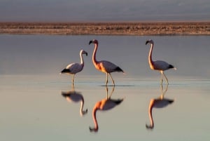 Tredobbelt tur: Piedras Rojas + Altiplanic Lagoons + Chaxa Lagoon