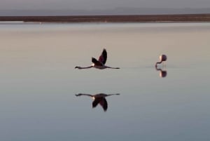 Tredobbelt tur: Piedras Rojas + Altiplanic Lagoons + Chaxa Lagoon