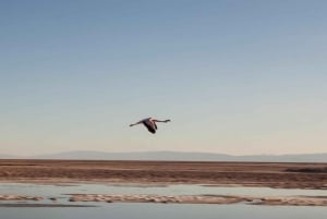 Tredobbelt tur: Piedras Rojas + Altiplanic Lagoons + Chaxa Lagoon
