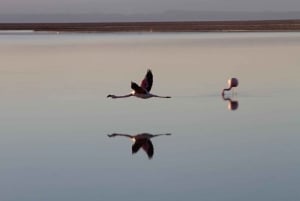 Trippel tur: Piedras Rojas + Altiplano-lagunerna + Chaxa-lagunen