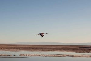 Trippel tur: Piedras Rojas + Altiplano-lagunerna + Chaxa-lagunen