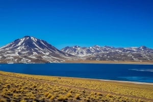 Excursión Triple: Piedras Rojas, Lagunas del Altiplano y Laguna Chaxa