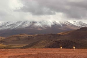 Excursión Triple: Piedras Rojas, Lagunas del Altiplano y Laguna Chaxa