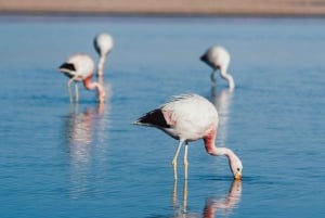 Trippelresa: Röda stenar, höglandslaguner och Chaxa-lagunen
