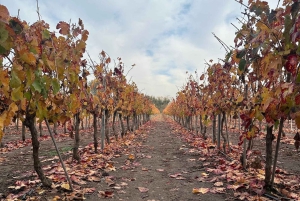 Undurraga + Isla Negra + San Afonso del Mar ----- Hela dagen