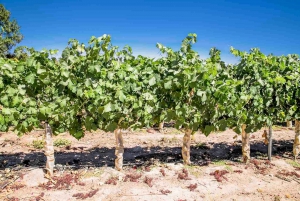 Undurraga: Officiell vingårdsturné