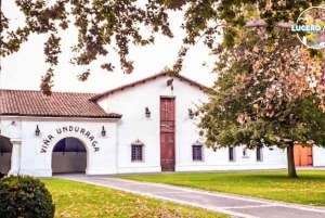 Undurraga Vineyard