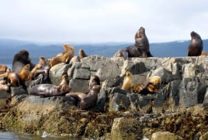 Ushuaia: Beagle Channel Boat Tour and Penguin Experience