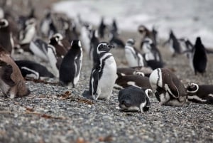 Ushuaia: Beagle Channel Boat Tour and Penguin Experience